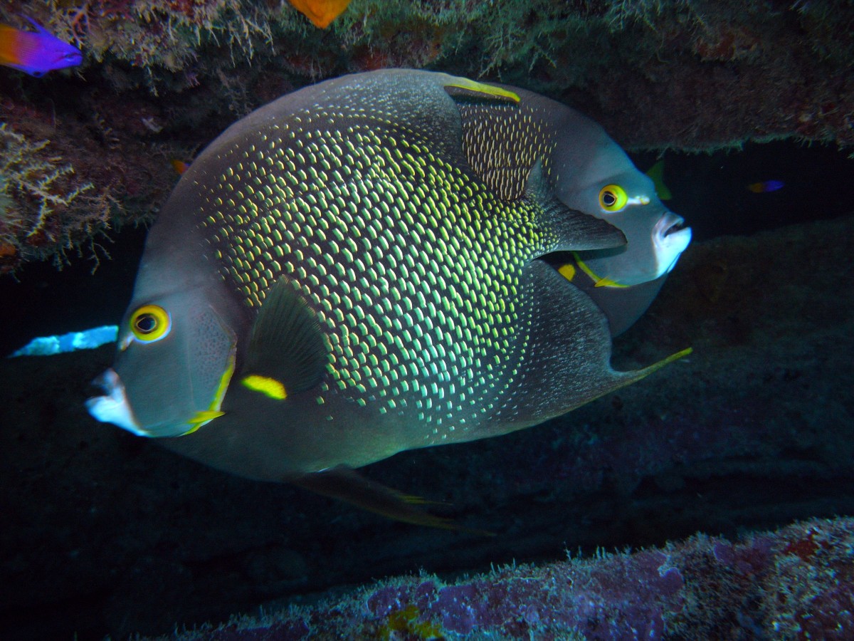scuba diving bacunayagua reef