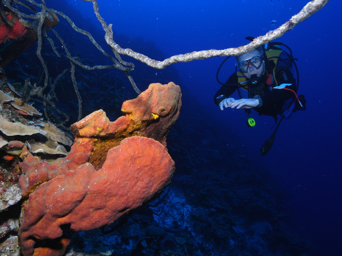 Scuba diving bay of pigs