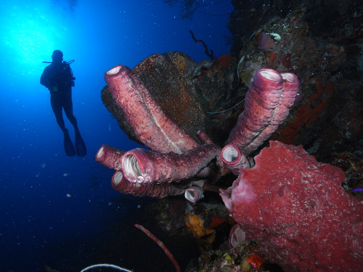 scuba diving bay of pigs