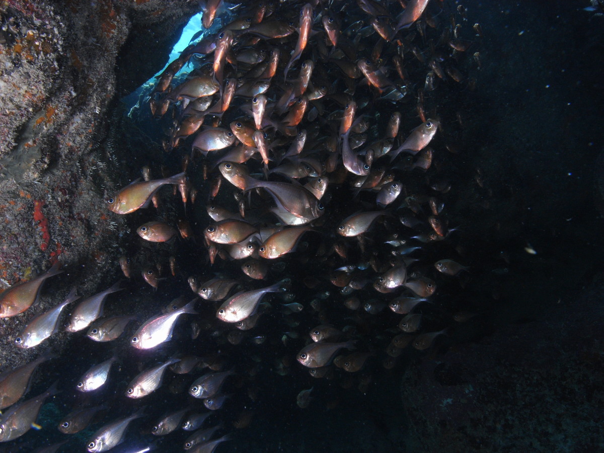 scuba diving coral beach