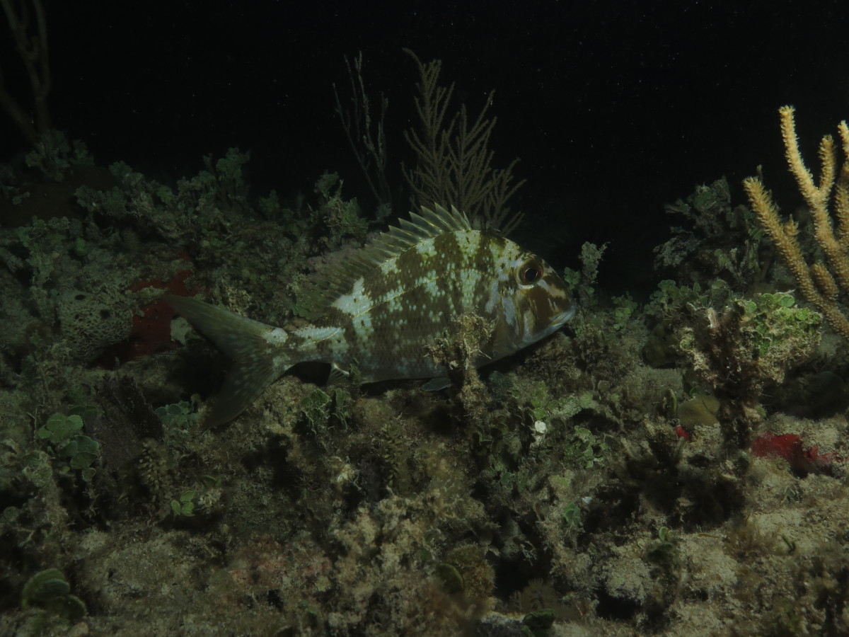Scuba diving night dive
