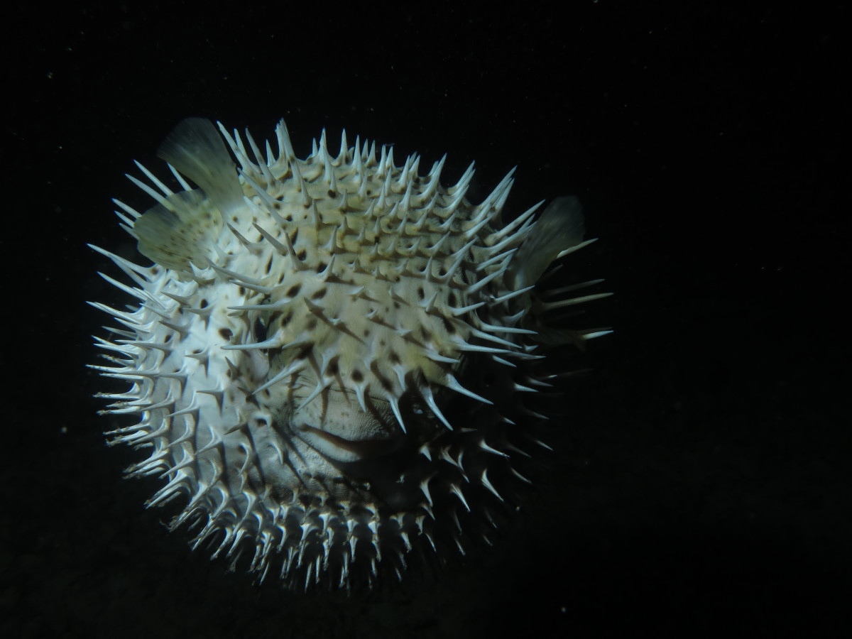 scuba diving night dive varadero