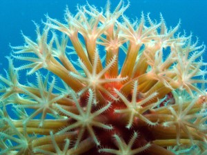 snorkeling varadero