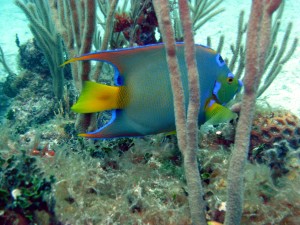 snorkeling varadero