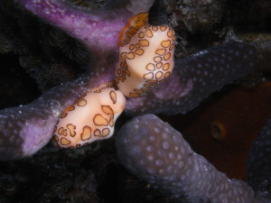 scuba diving cuba