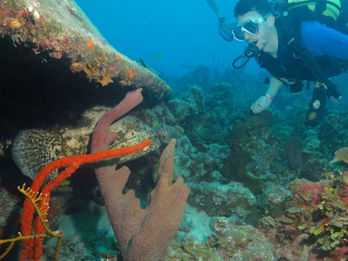 scuba diving bay of pigs