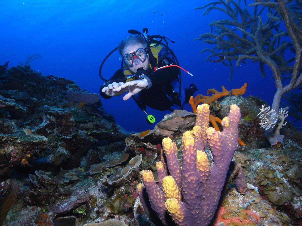 scuba diving bay of pigs