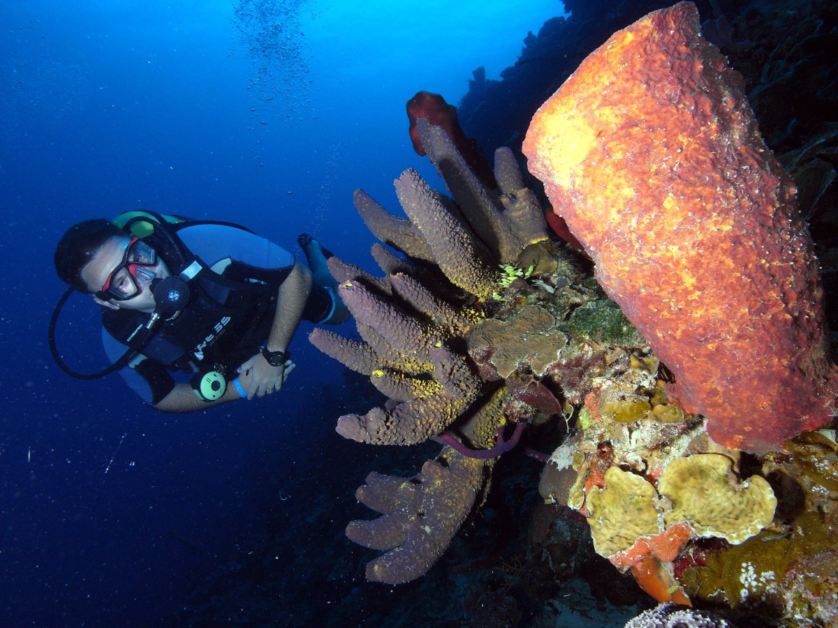 scuba diving bay of pigs