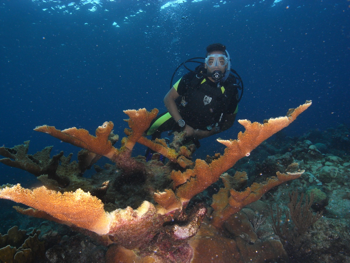 Scuba diving bacunayagua reef