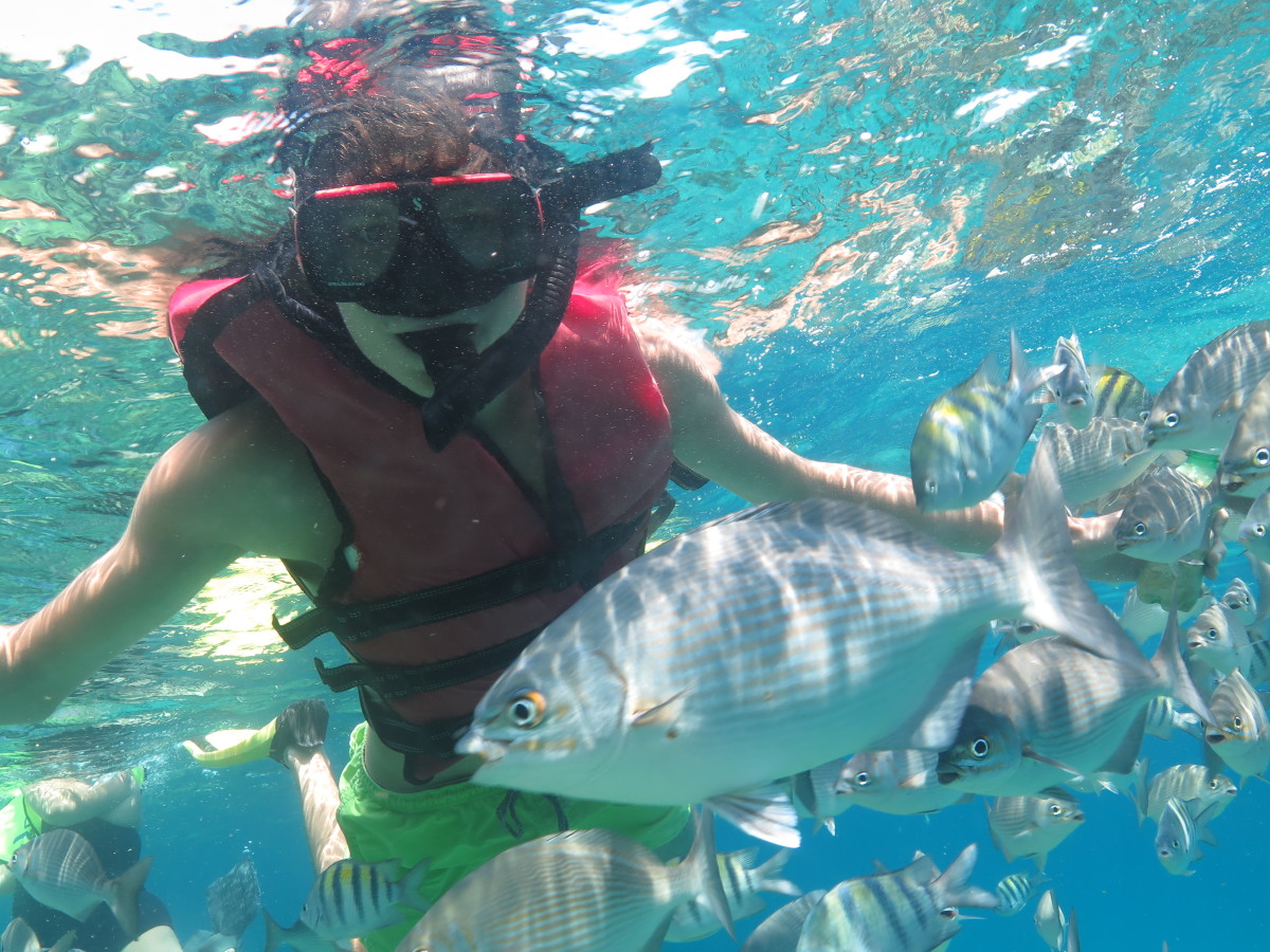 snorkeling coral beach