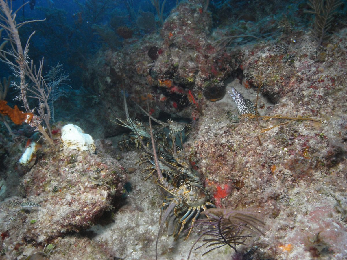 scuba diving bacunayagua reef