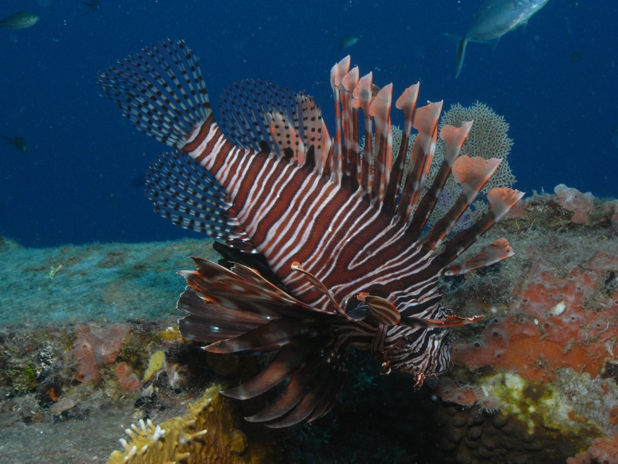 lionfish cuba