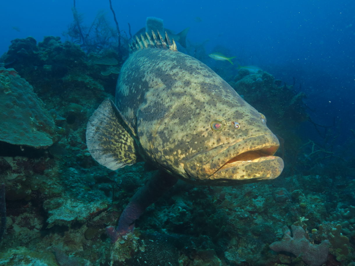 Wall Diving-Goliath Grouper