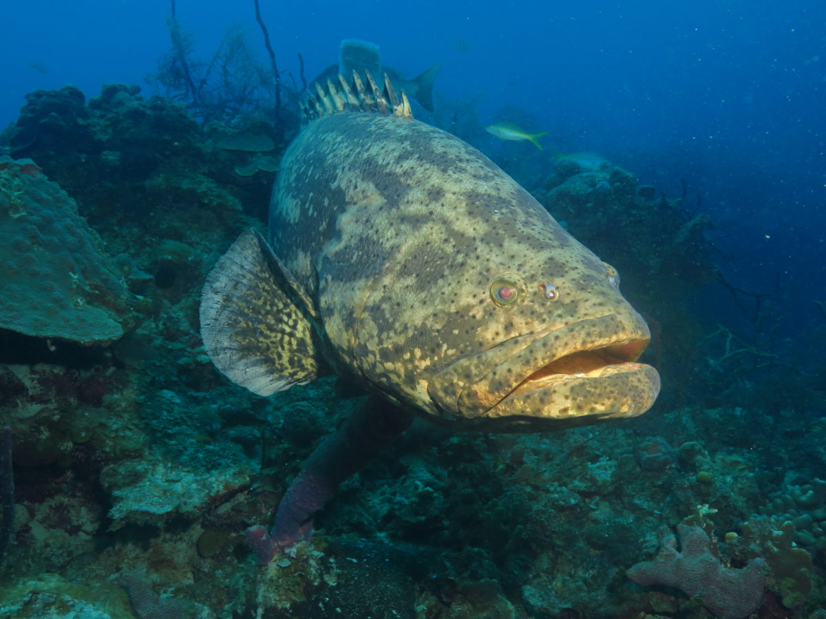 Scuba diving bay of pigs