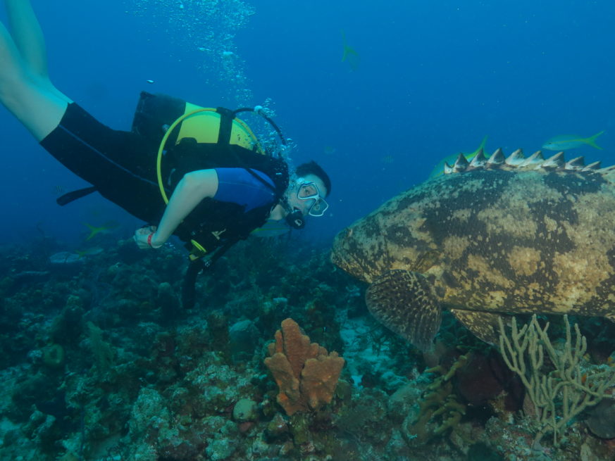 Wall Diving-Goliath Grouper