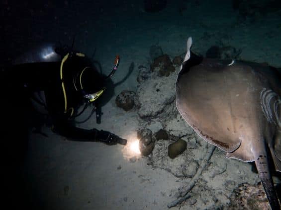 night dive varadero cuba