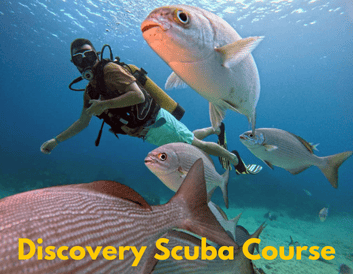 Discovery Scuba course varadero cuba