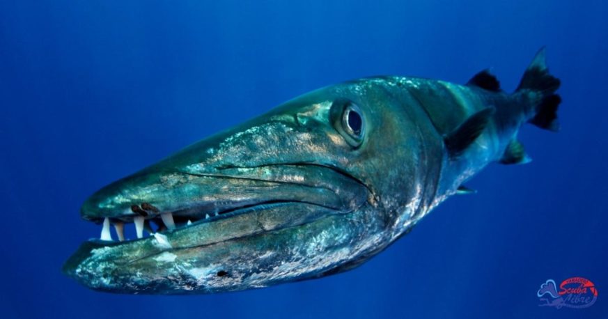 barracuda cuba scuba diving