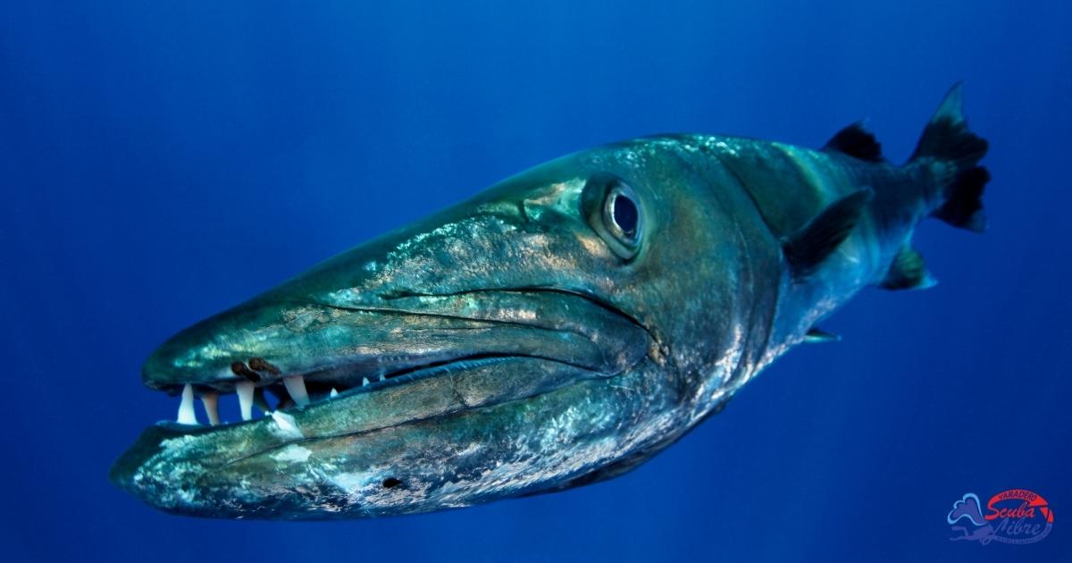 barracuda cuba scuba diving