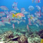 scuba diving bacunayagua