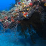 scuba diving bay of pigs