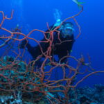 scuba diving bay of pigs