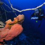 scuba diving bay of pigs