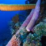 scuba diving bay of pigs