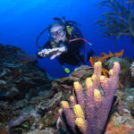 scuba diving bay of pigs