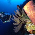 scuba diving bay of pigs