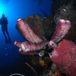 scuba diving bay of pigs