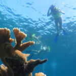 coral reef varadero