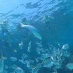 coral reef varadero cuba