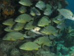 scuba diving coral beach