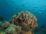scuba diving coral beach
