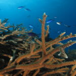 scuba diving coral beach