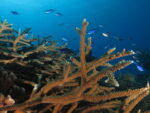 scuba diving coral beach