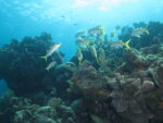 scuba diving coral beach