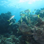 scuba diving coral beach