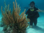 scuba diving coral beach