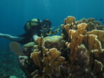 scuba diving coral beach