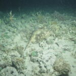 night dive varadero