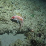night dive varadero