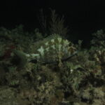 night dive varadero