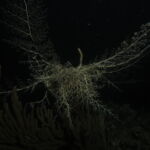 night dive varadero