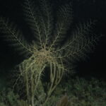 night dive varadero