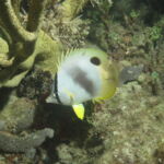 night dive varadero