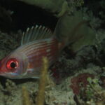 night dive varadero