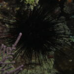 night dive varadero