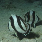 night dive varadero